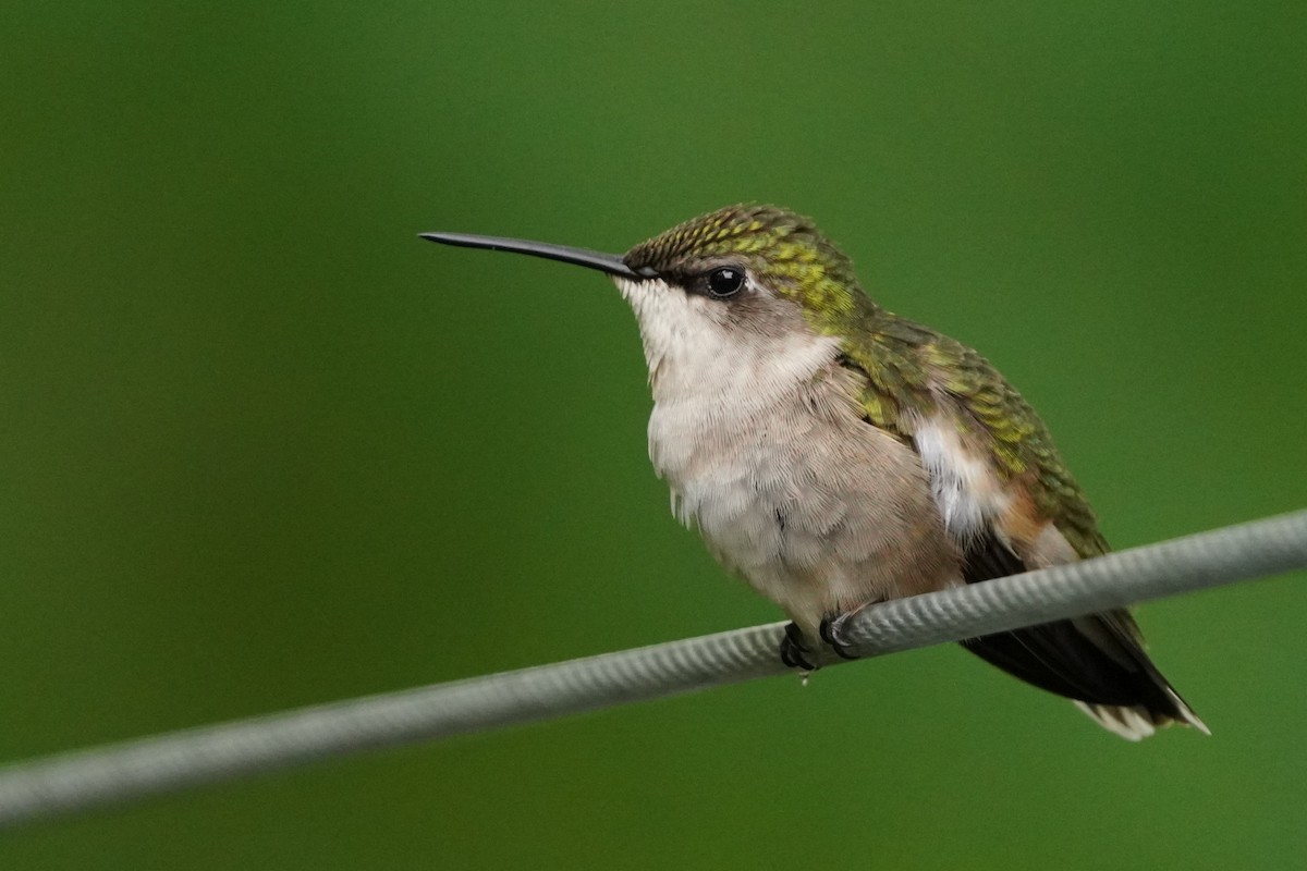 Ruby-throated Hummingbird - Ghislaine Boulet 🦉