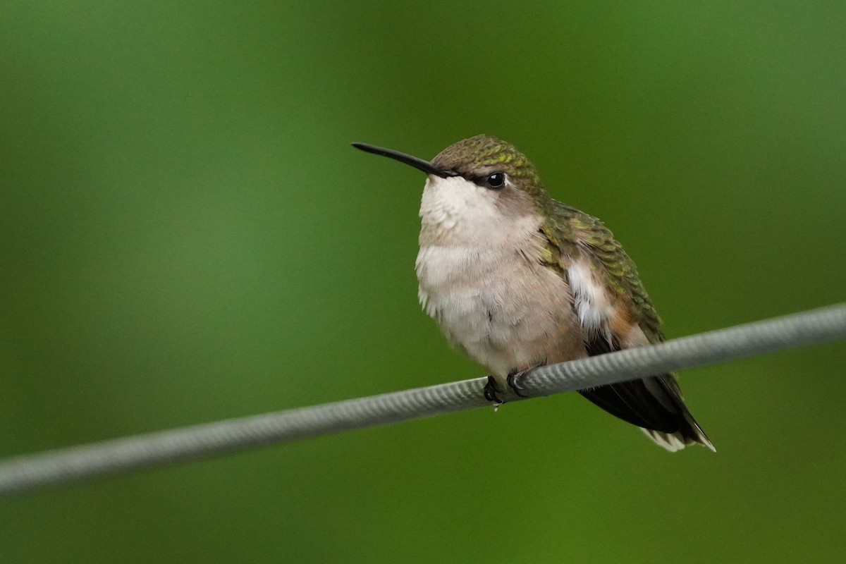 Ruby-throated Hummingbird - ML620810432