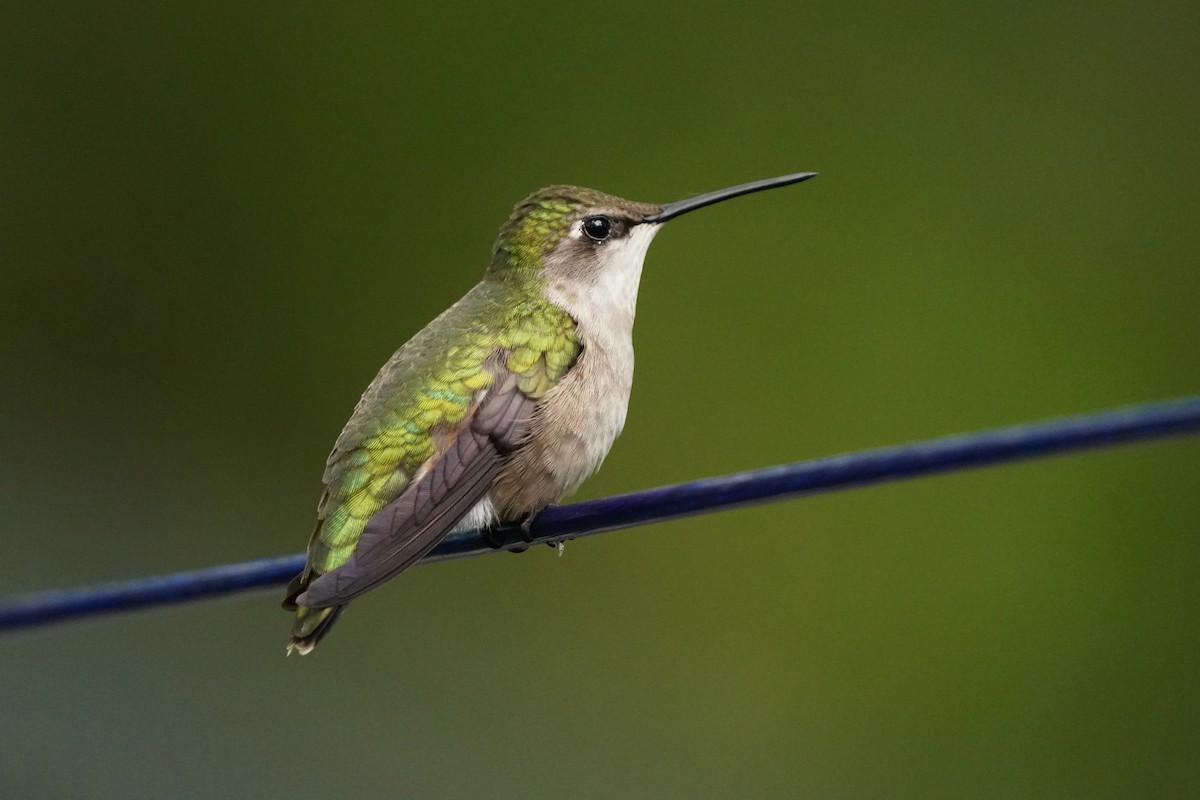 Colibri à gorge rubis - ML620810433