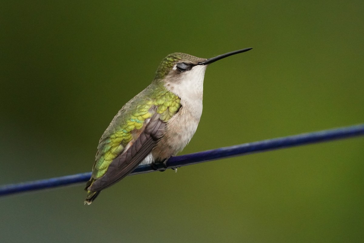 Colibri à gorge rubis - ML620810435