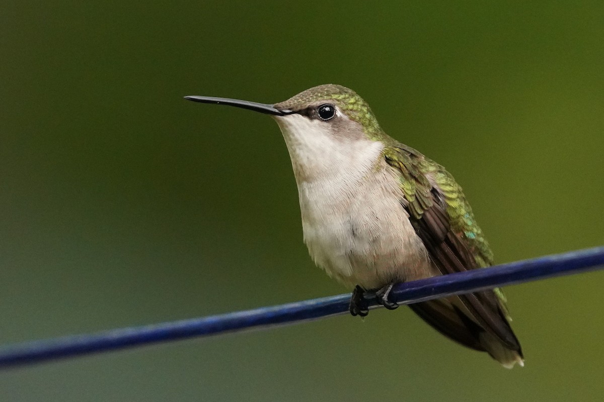 Colibri à gorge rubis - ML620810437