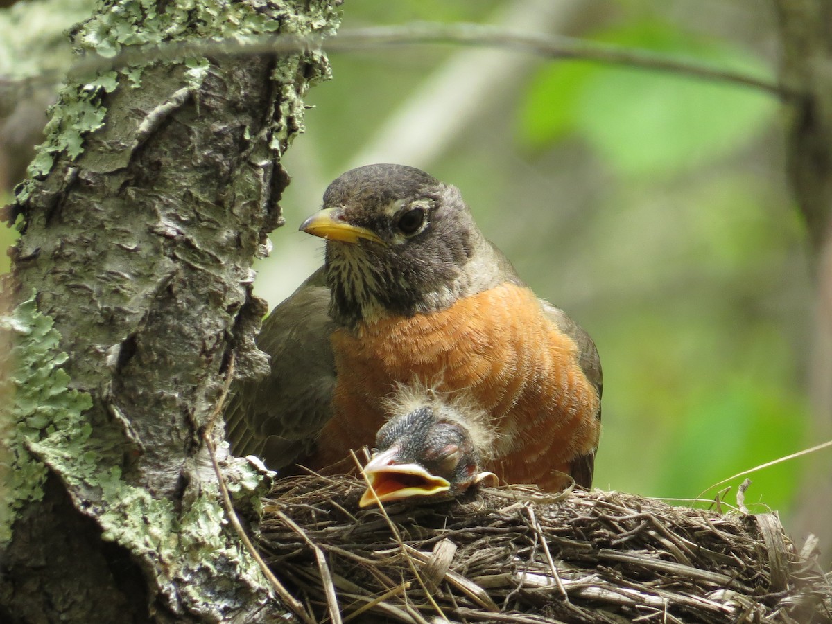 American Robin - ML620810440