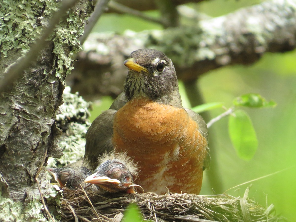 American Robin - Tom Rohrer