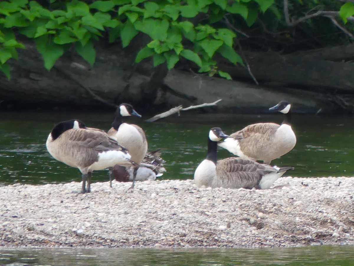 Canada Goose - ML620810442