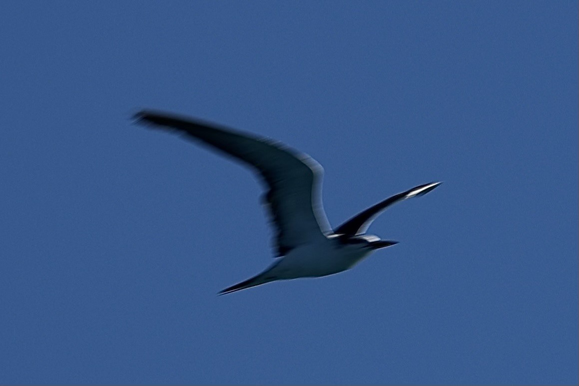 Bridled Tern - richard duke liebler