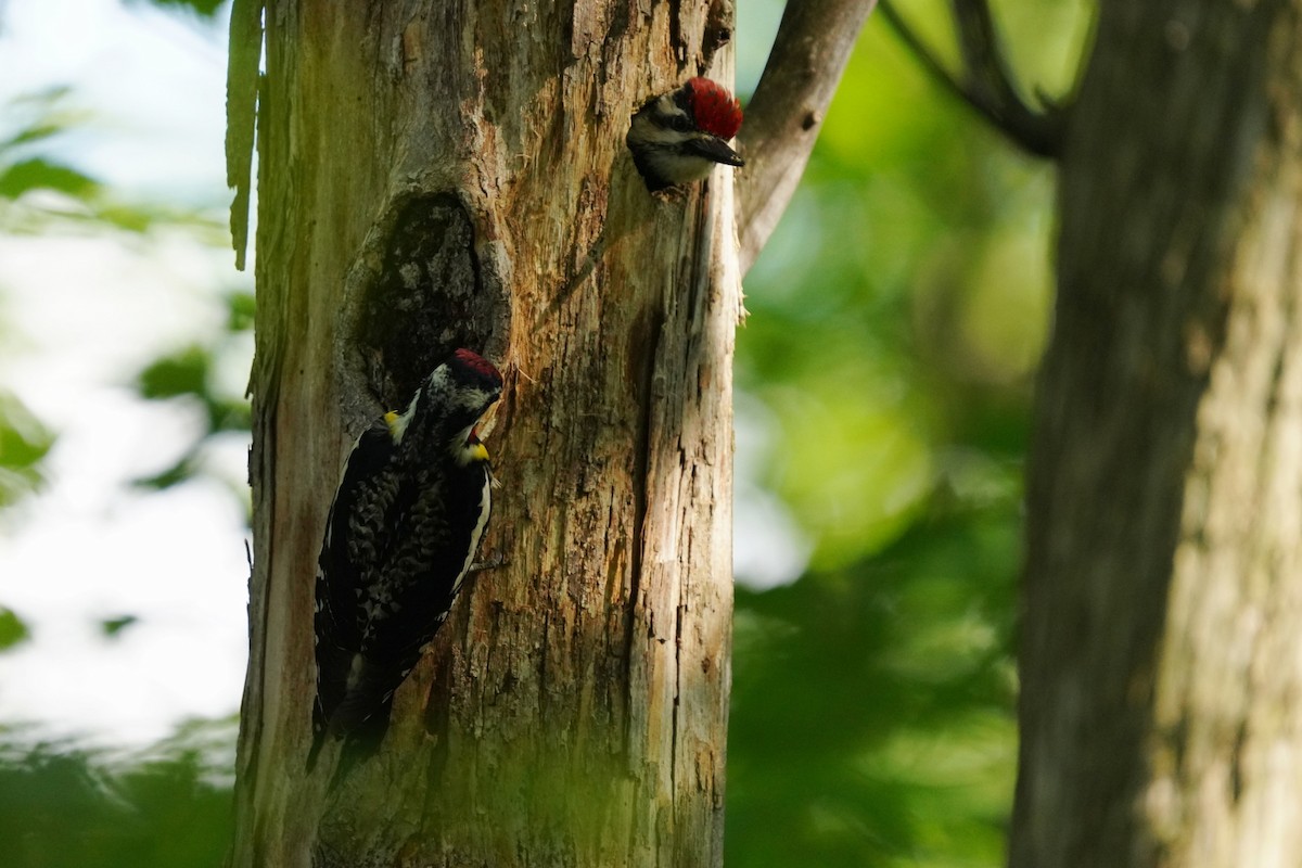 Yellow-bellied Sapsucker - ML620810450