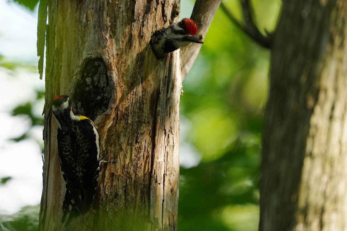 Yellow-bellied Sapsucker - ML620810451