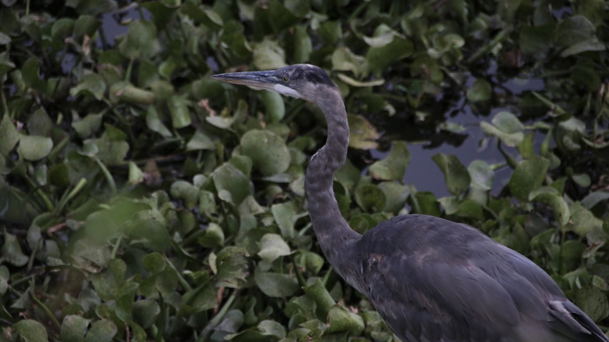 Great Blue Heron - ML620810454