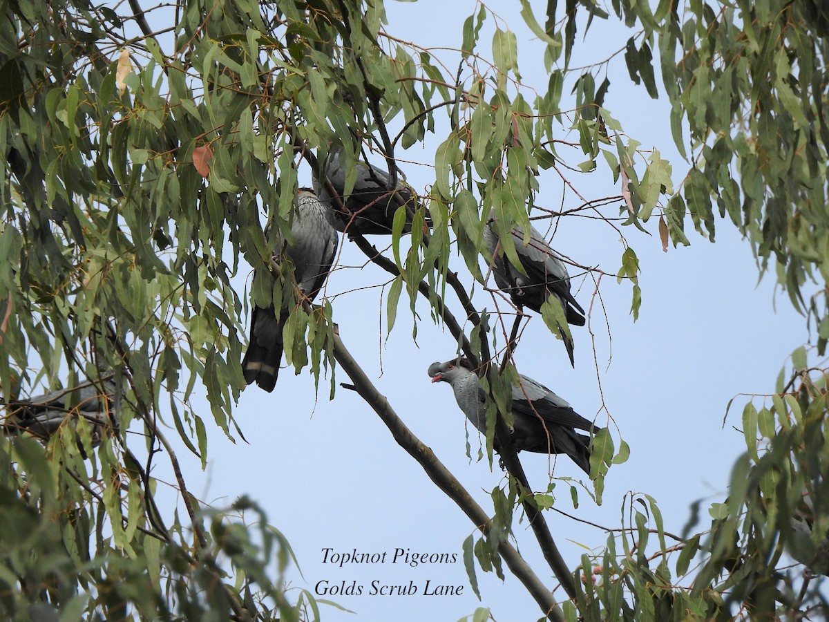 Topknot Pigeon - ML620810455