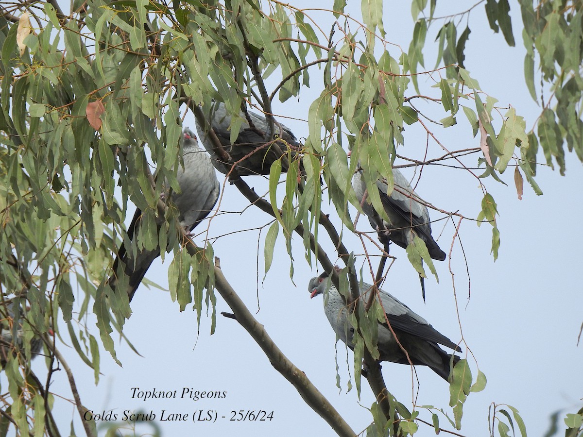 Topknot Pigeon - ML620810456