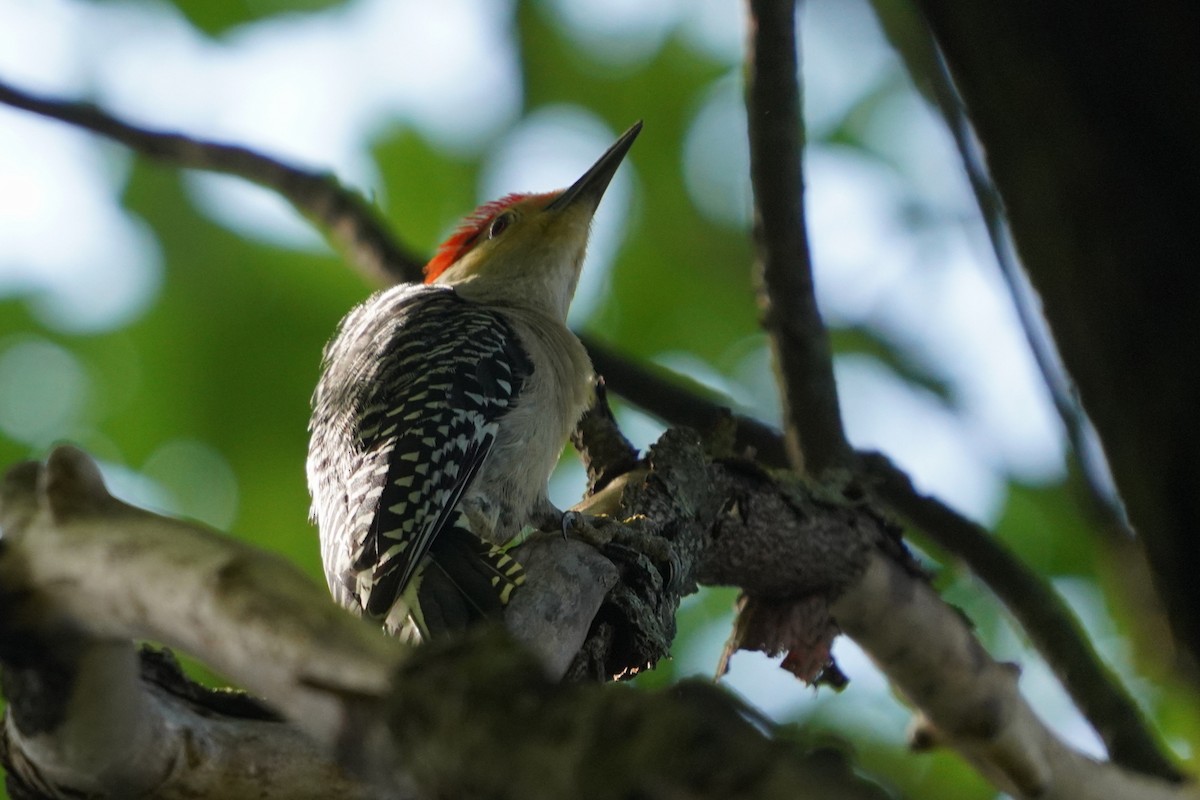 Red-bellied Woodpecker - Ghislaine Boulet 🦉