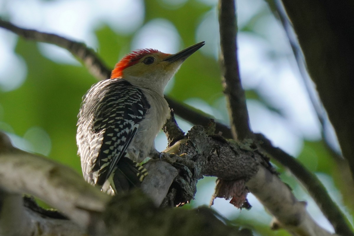 Red-bellied Woodpecker - ML620810462