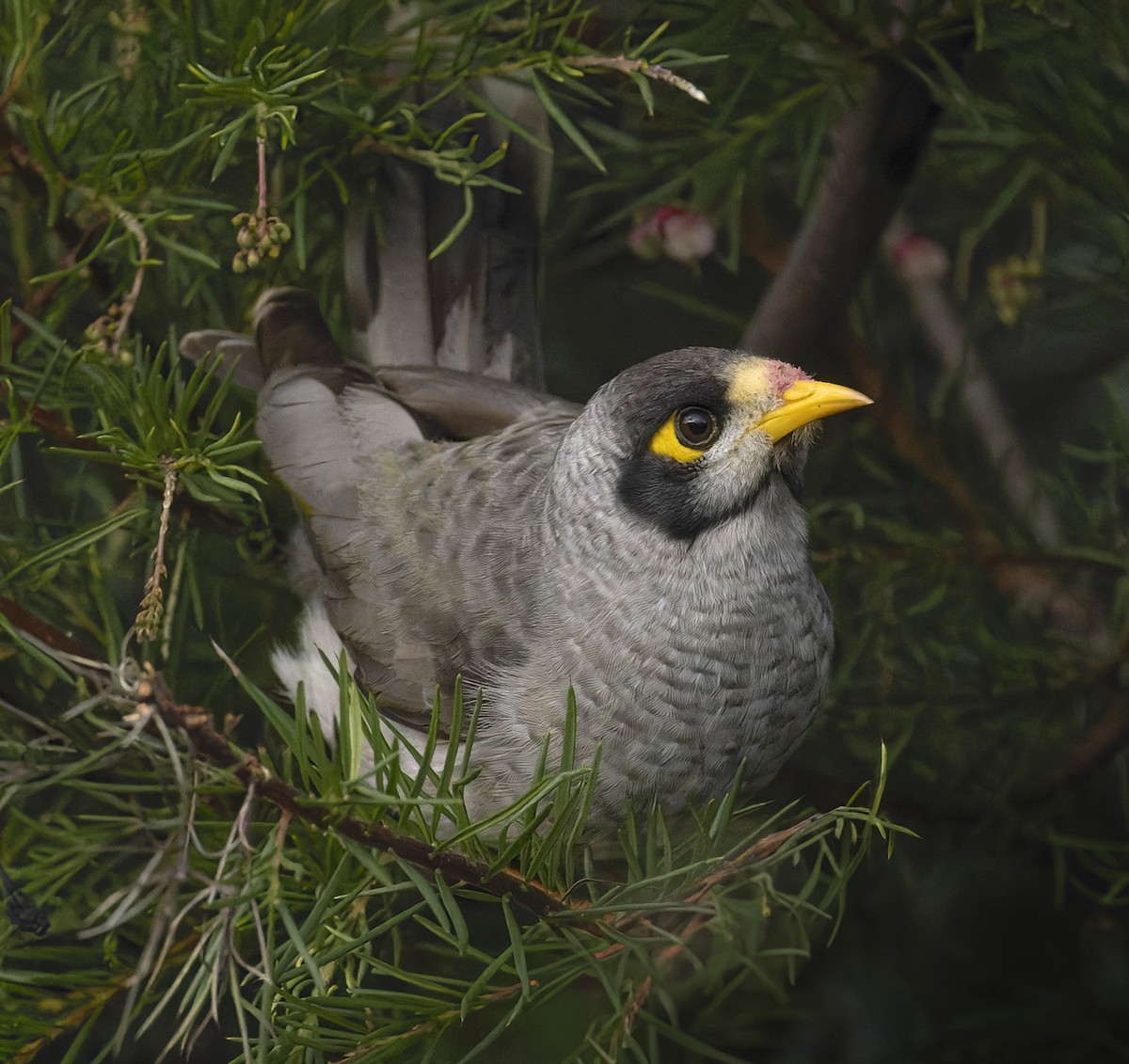 Weißstirn-Schwatzvogel - ML620810463