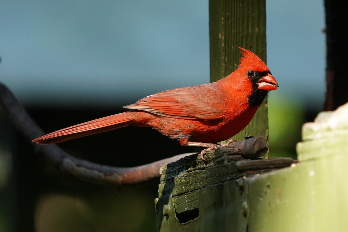 Northern Cardinal - ML620810469