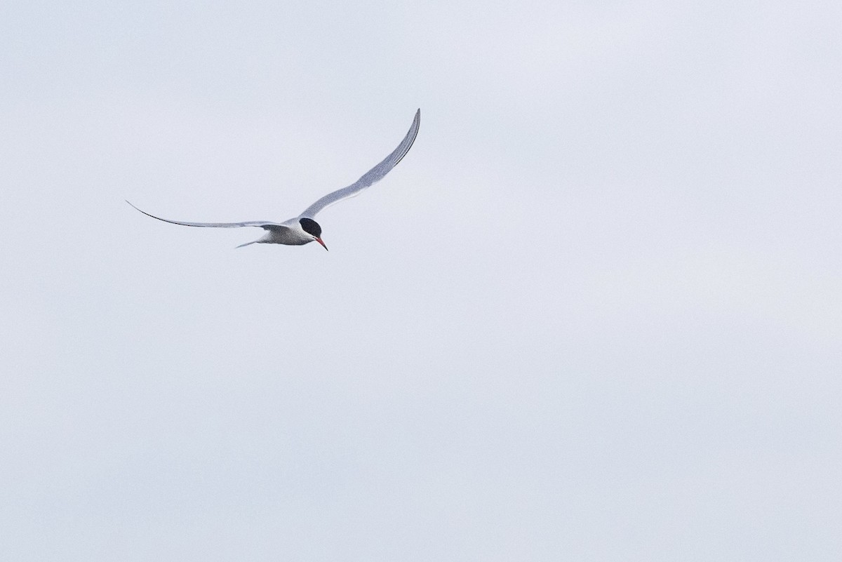 Common Tern - ML620810471