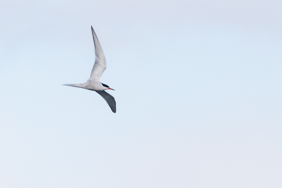 Common Tern - ML620810473