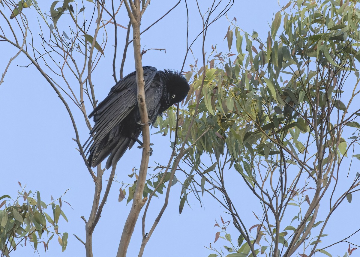 Corbeau d'Australie - ML620810476