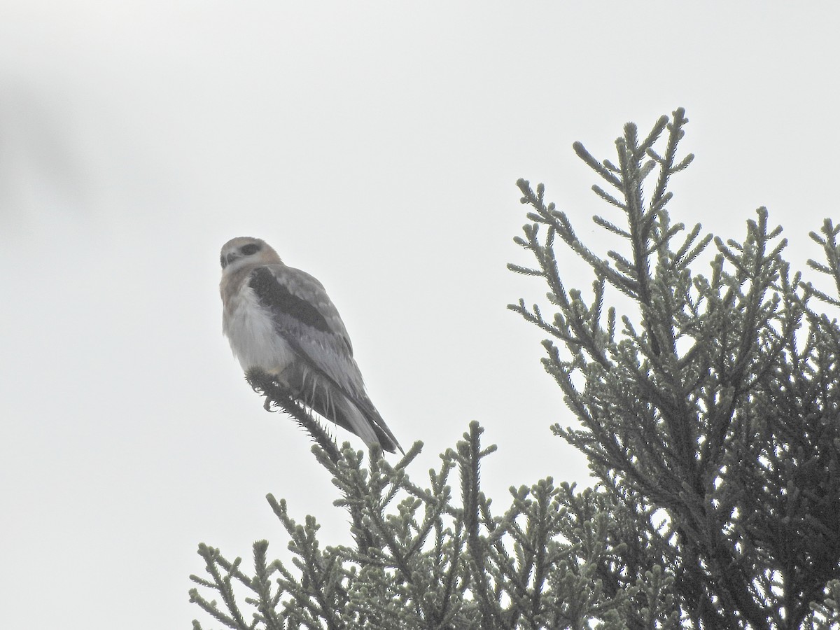 Black-shouldered Kite - ML620810484