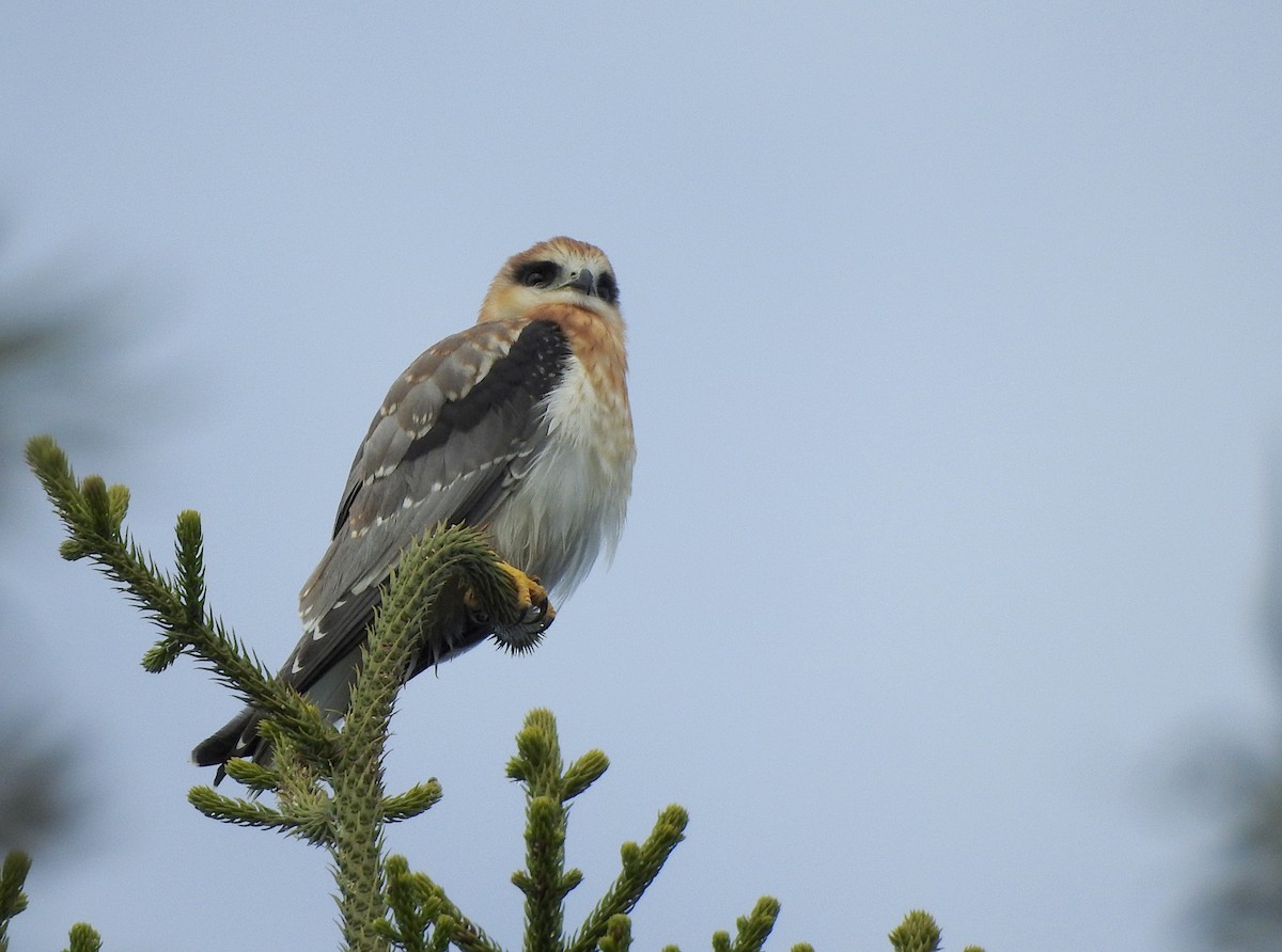 Black-shouldered Kite - ML620810485