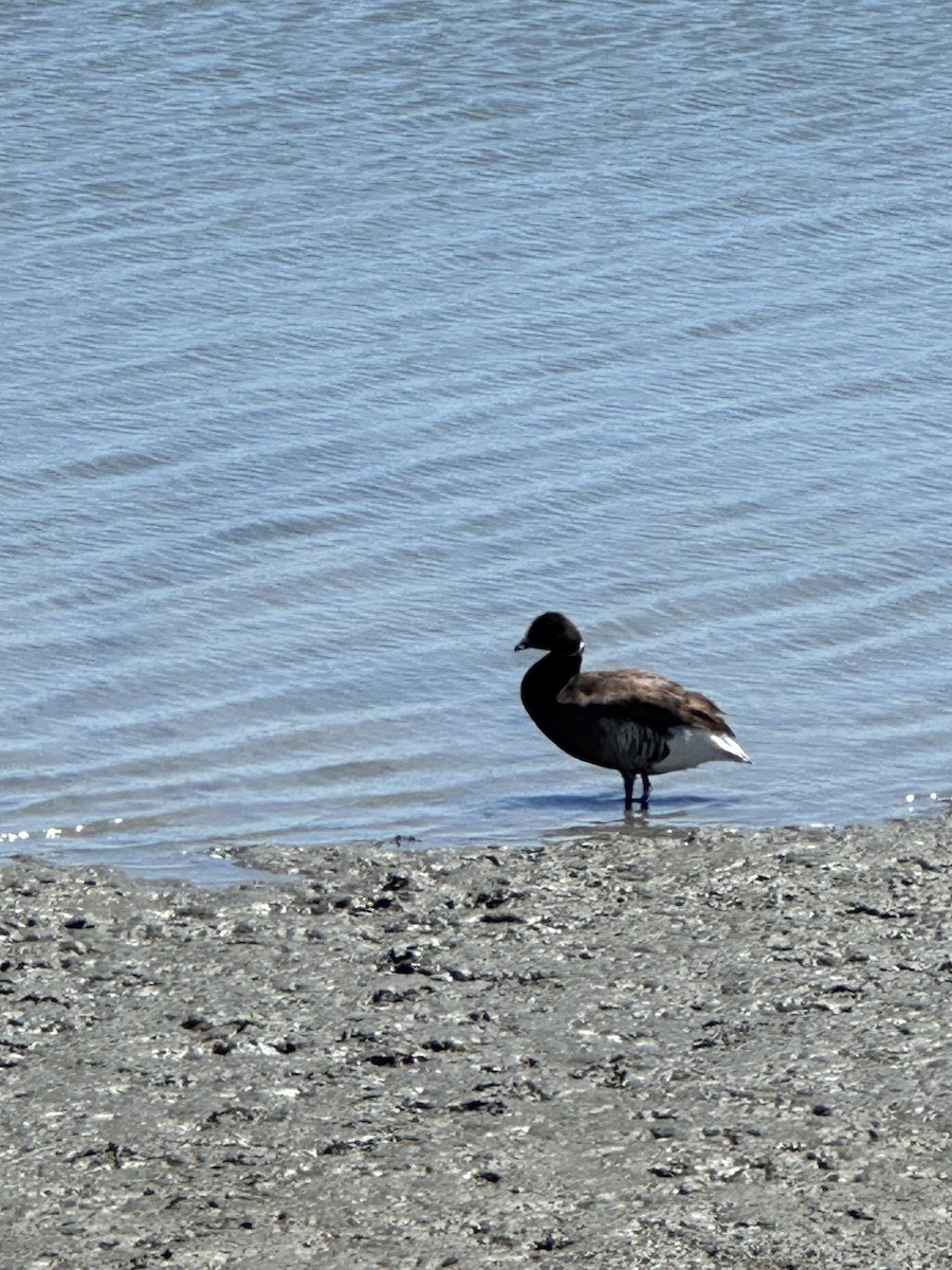 Brant - ML620810486