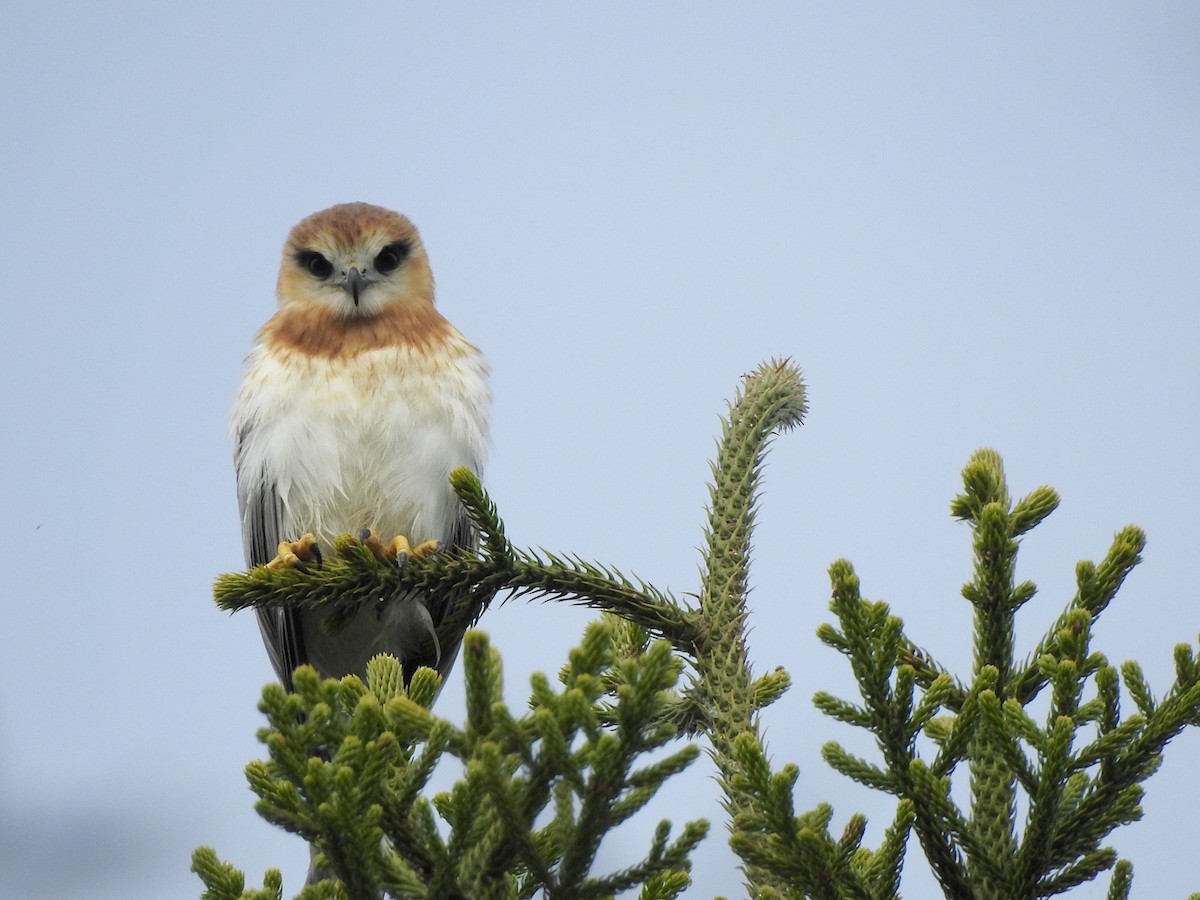 Black-shouldered Kite - ML620810487