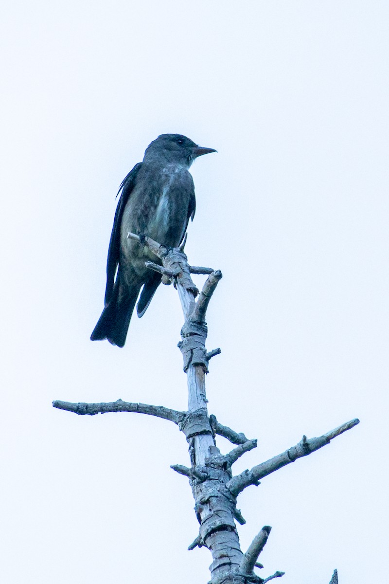 Olive-sided Flycatcher - ML620810490