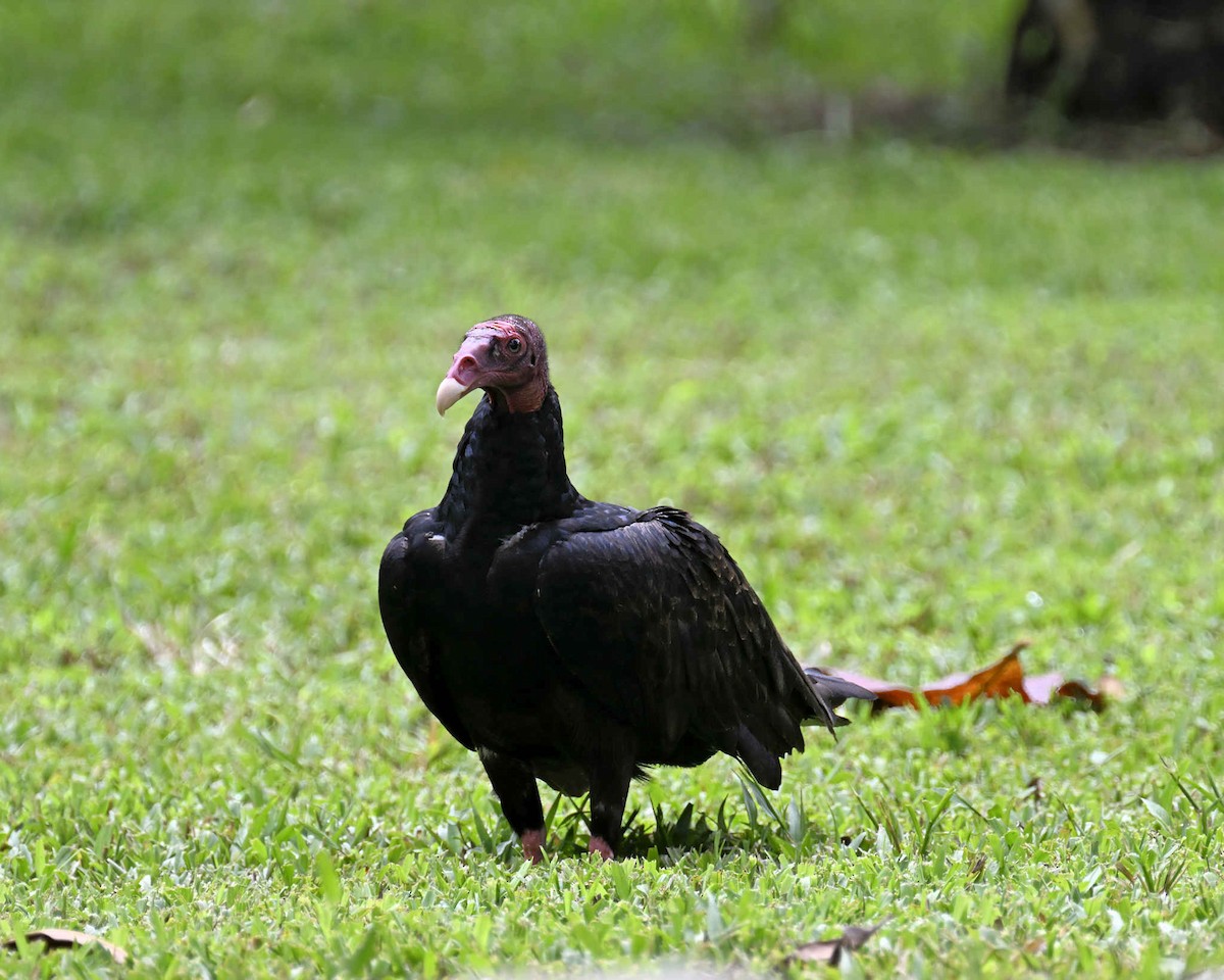 Turkey Vulture - ML620810491