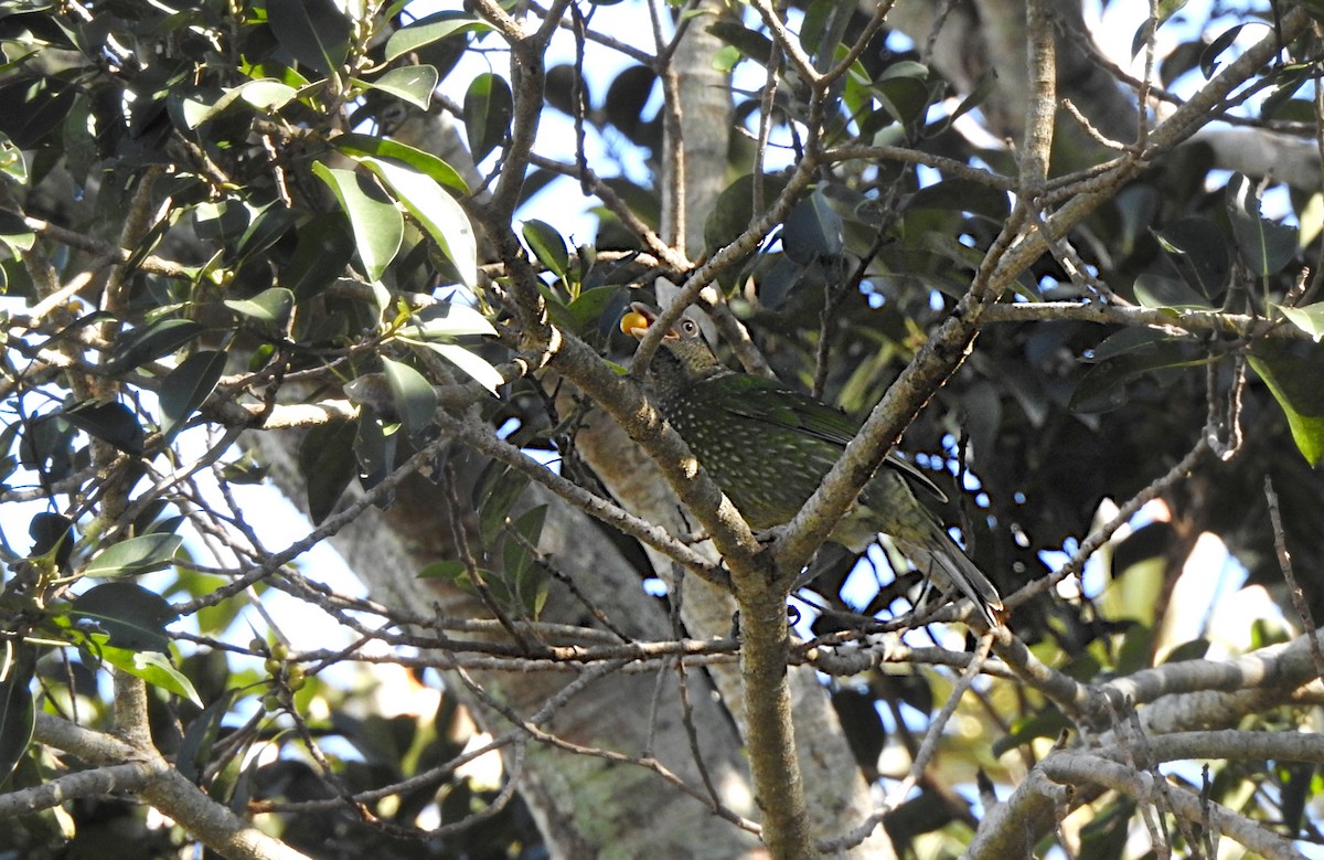 Green Catbird - ML620810511