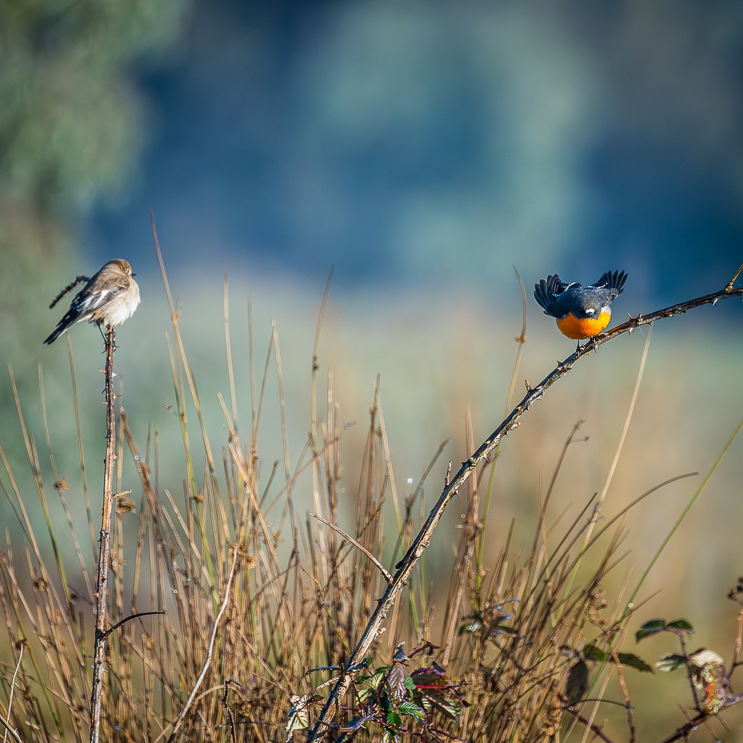 Flame Robin - ML620810521