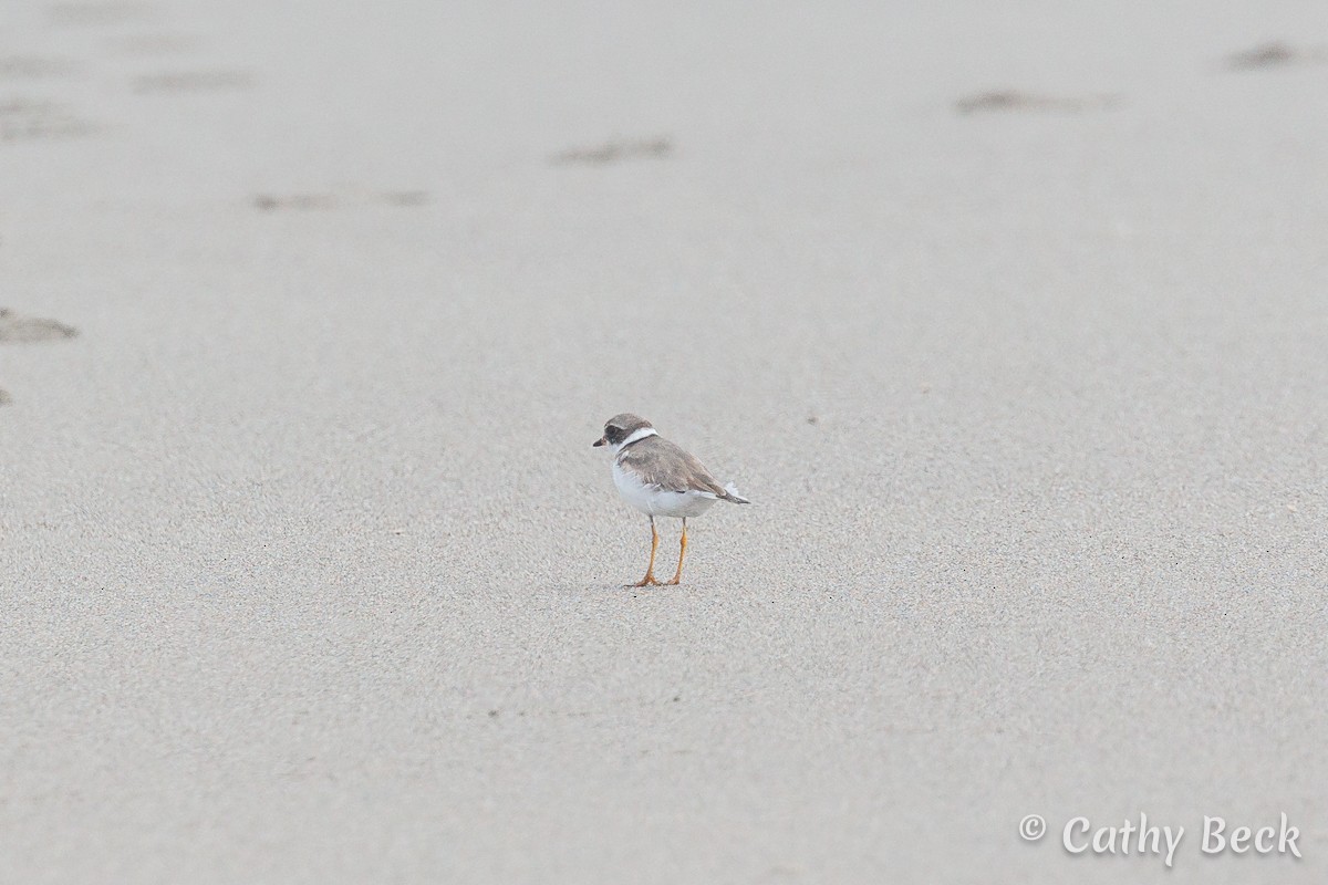 Semipalmated Plover - ML620810525