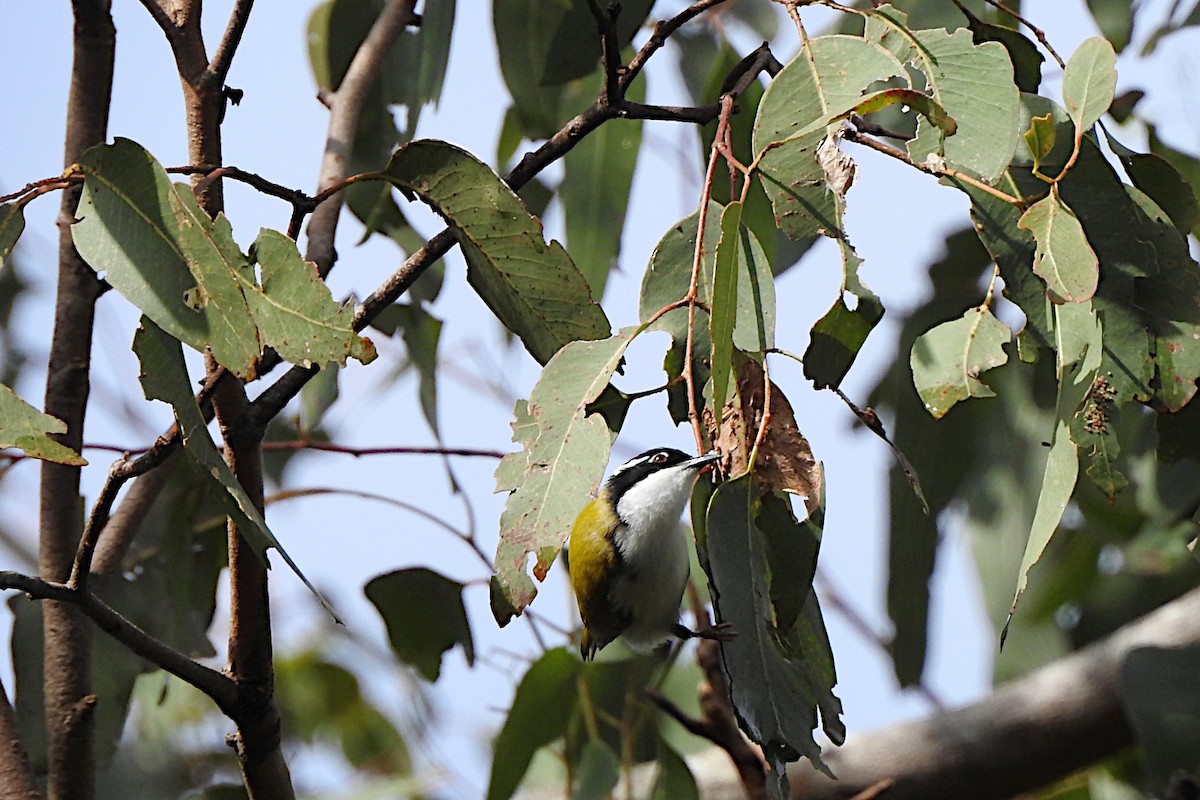 White-throated Honeyeater - ML620810526