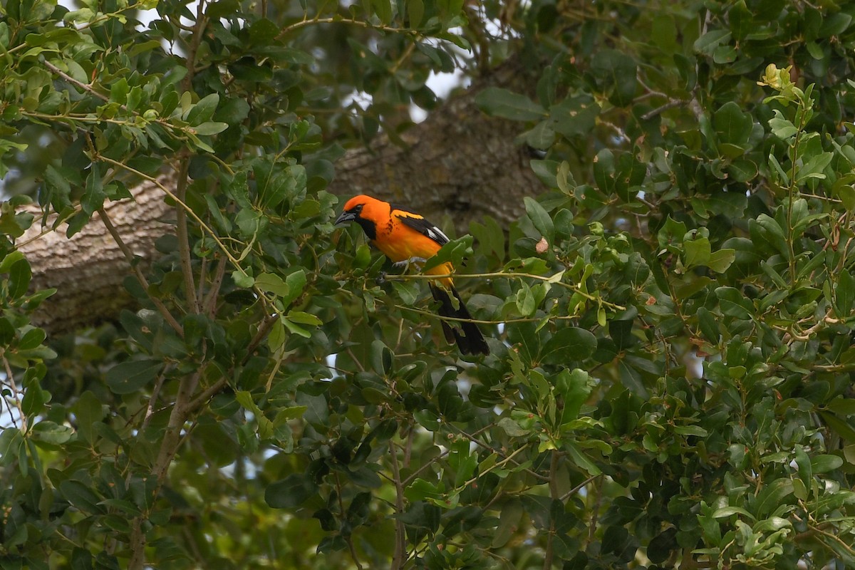 Spot-breasted Oriole - ML620810530
