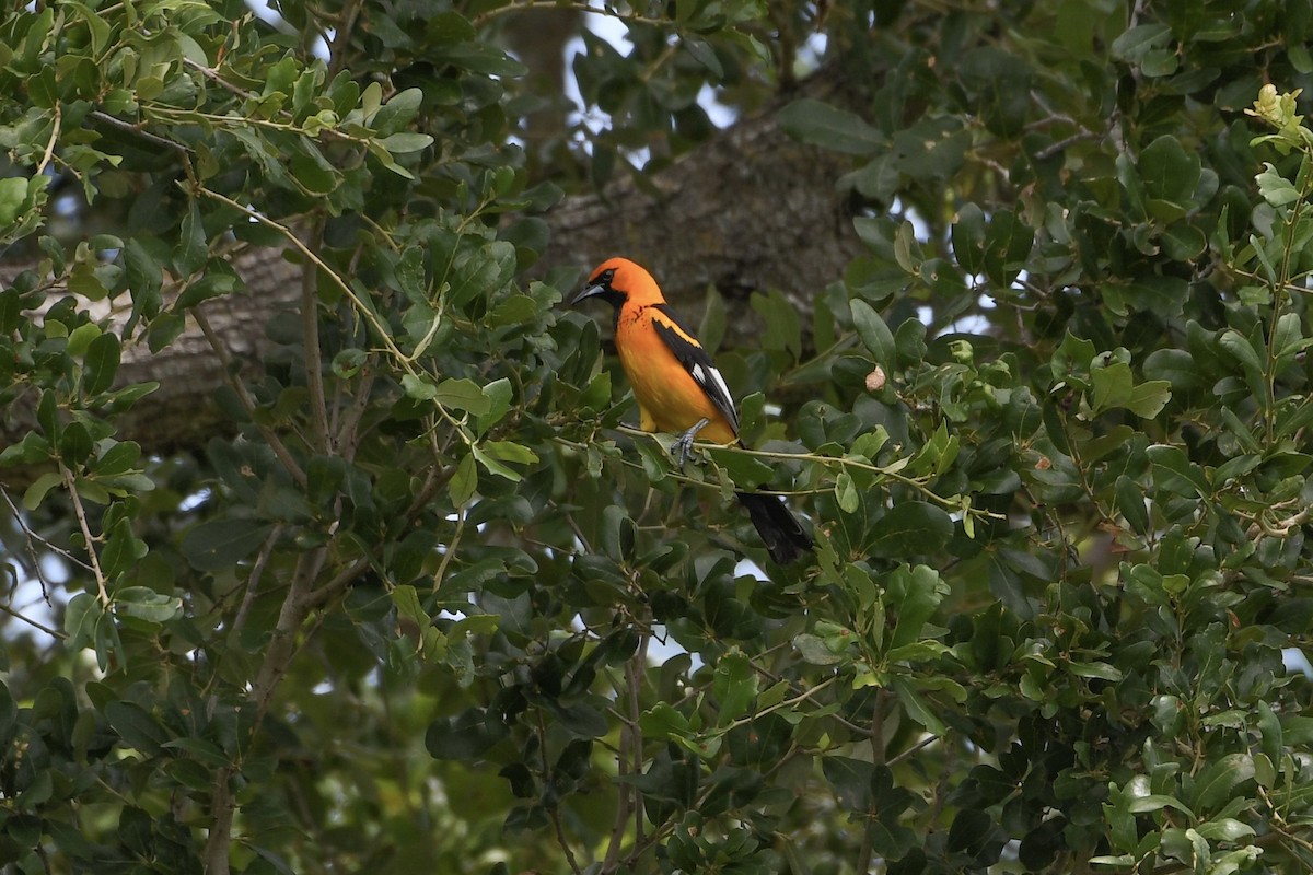 Spot-breasted Oriole - ML620810531