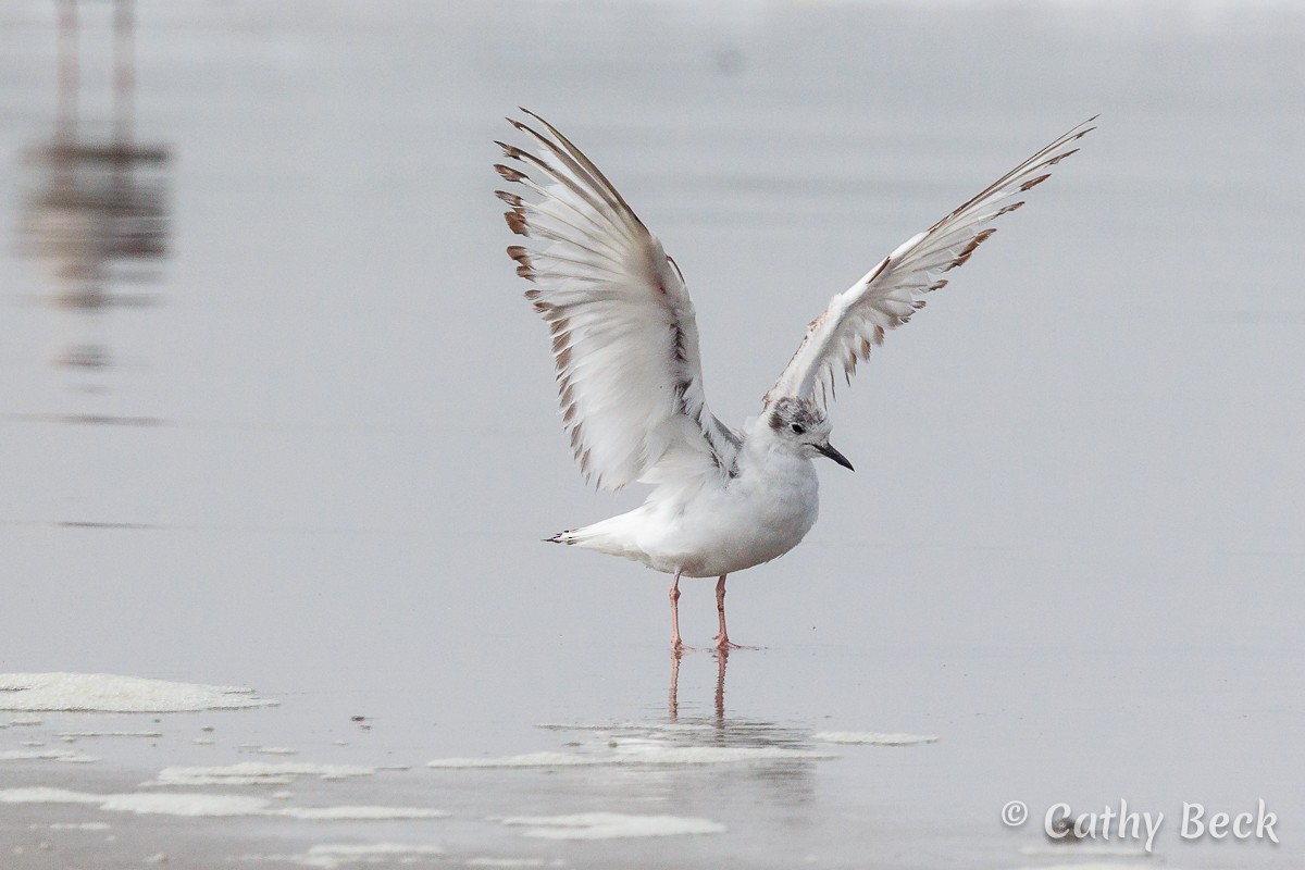 Bonaparte's Gull - ML620810532