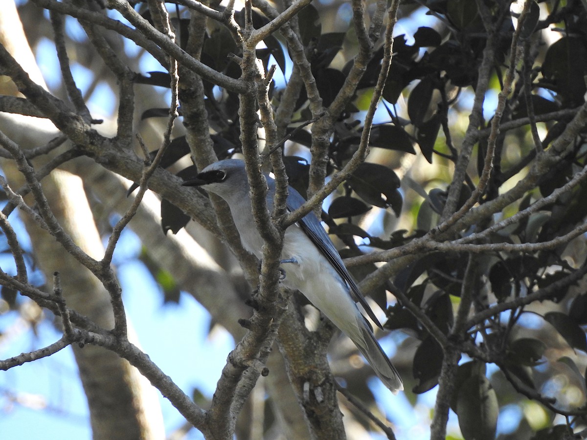 White-bellied Cuckooshrike - ML620810538