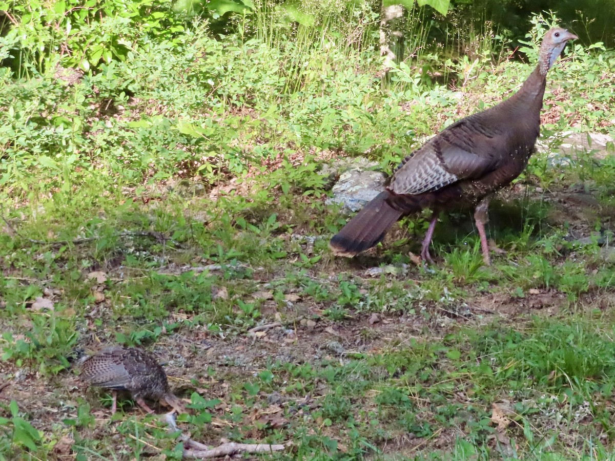 Guajolote Gallipavo - ML620810540