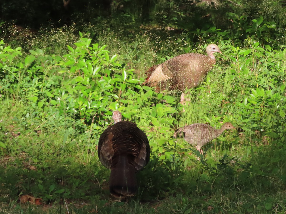 Wild Turkey - ML620810542