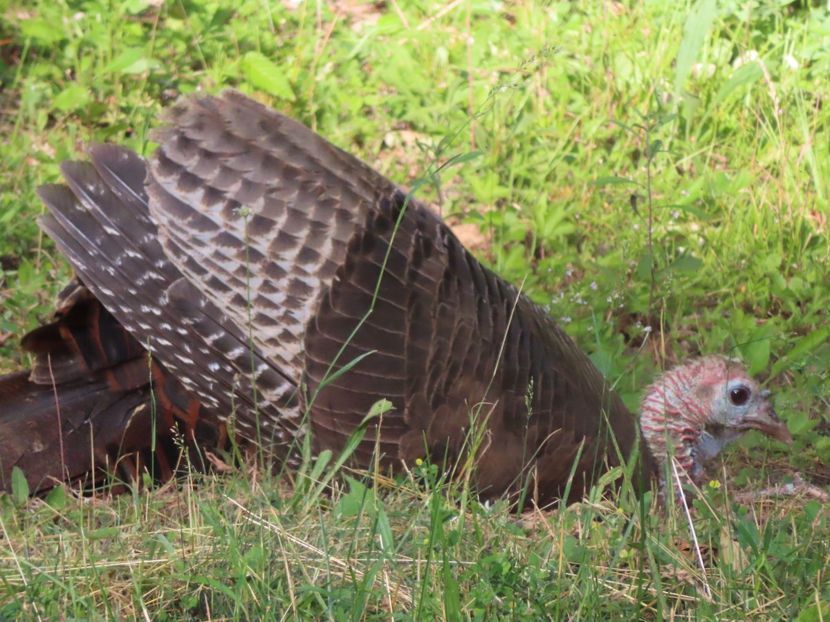 Wild Turkey - ML620810543