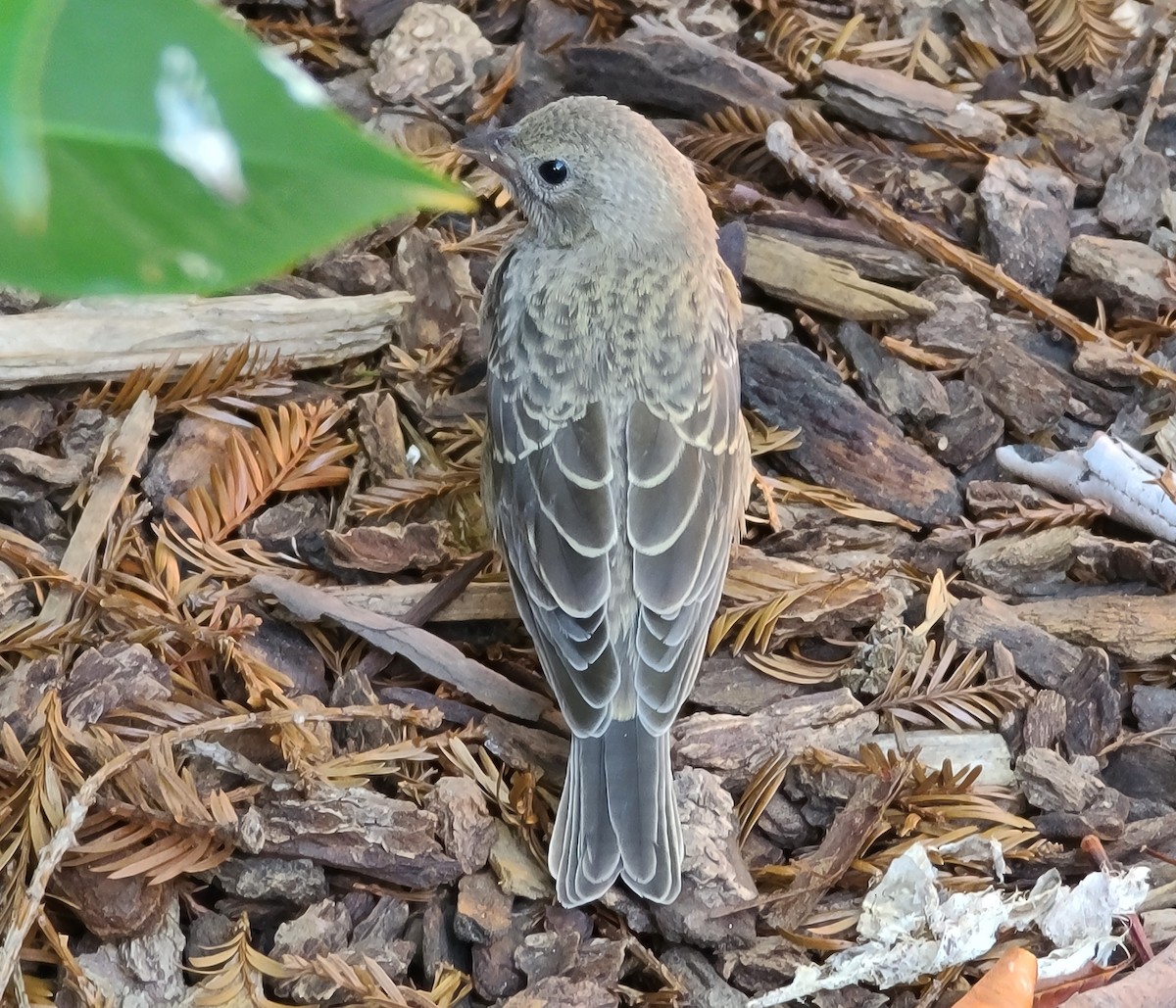 Brown-headed Cowbird - ML620810545