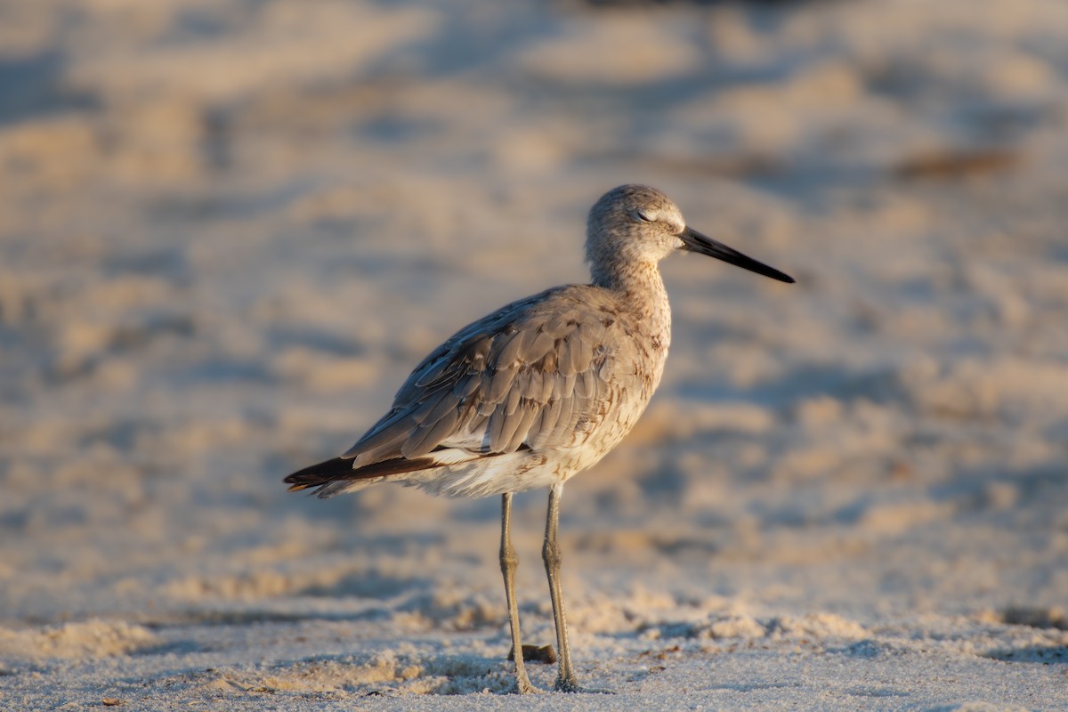 Willet - ML620810548