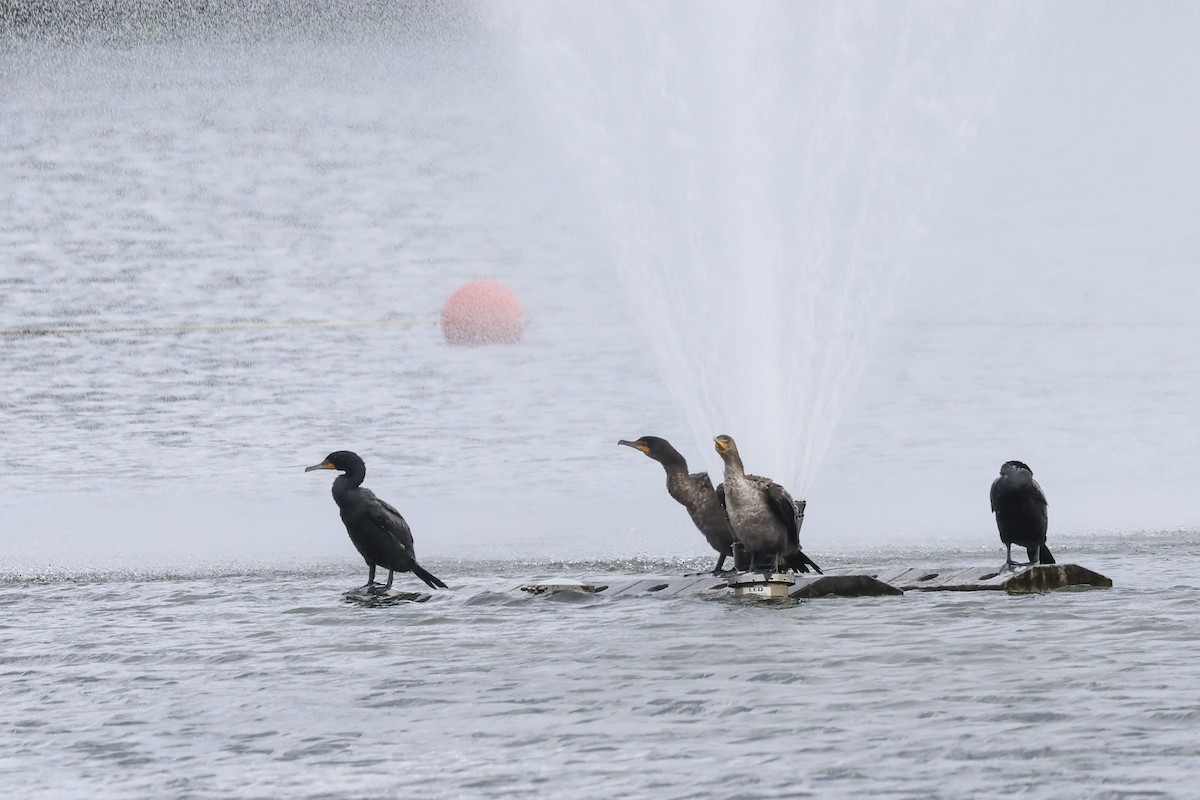 Double-crested Cormorant - Mary Thurmond