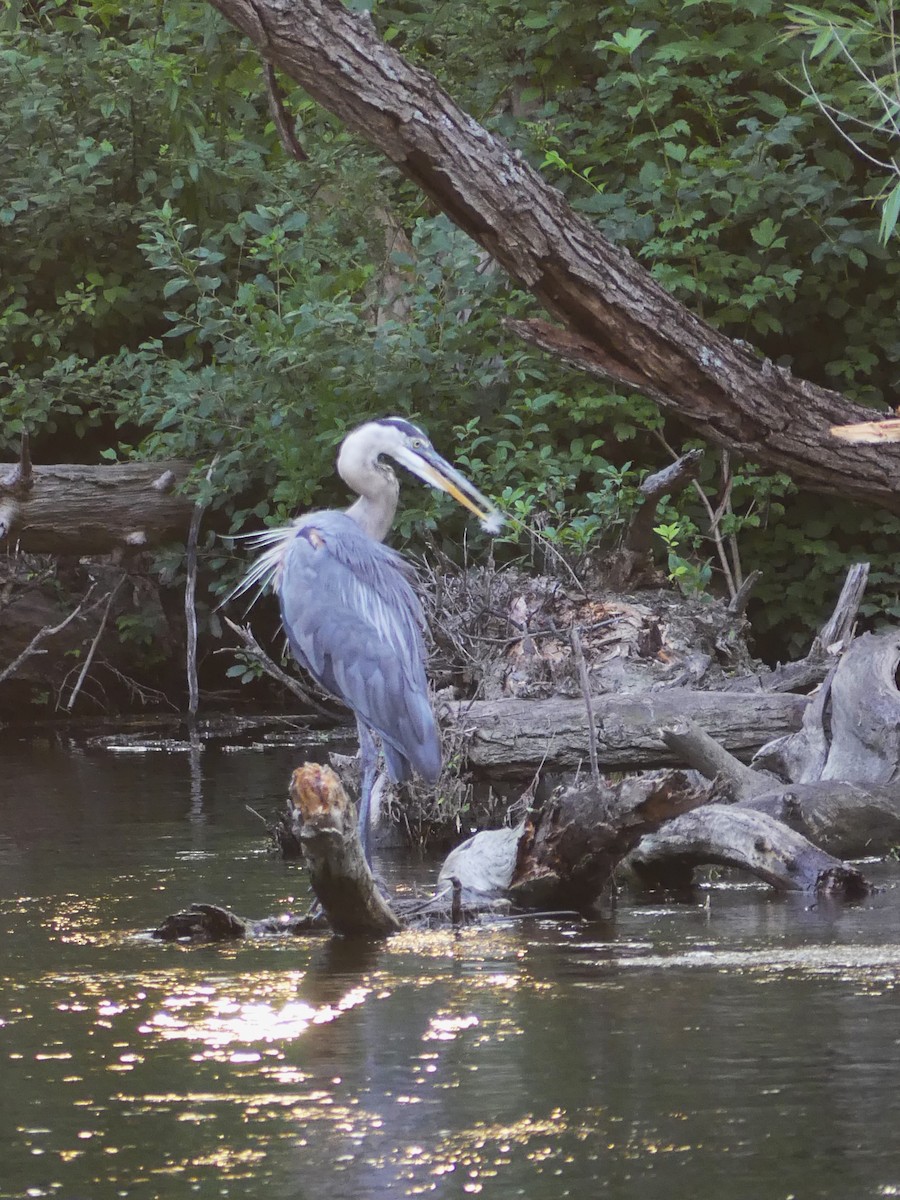 Great Blue Heron - ML620810554