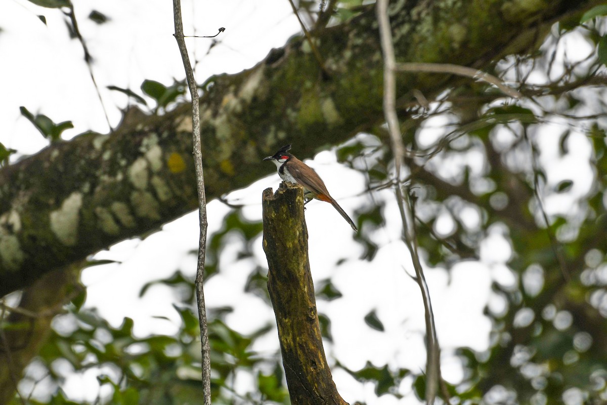 Red-whiskered Bulbul - ML620810556