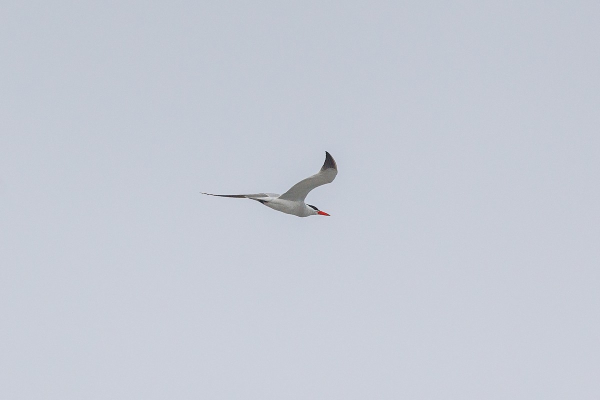 Caspian Tern - ML620810559