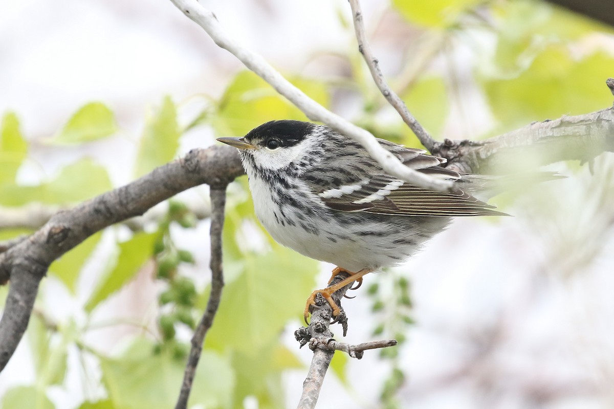 Blackpoll Warbler - ML620810560