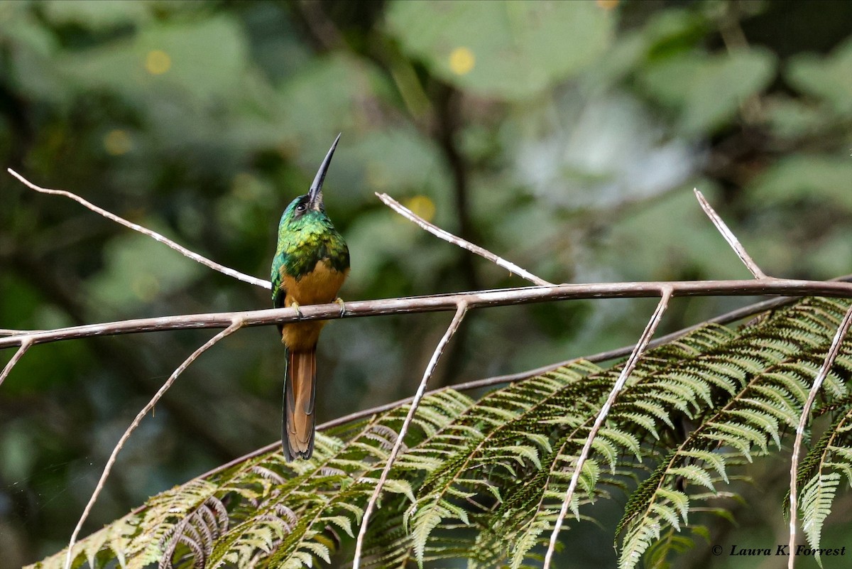 Jacamar à couronne bleue - ML620810562