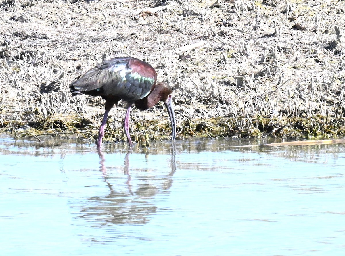 Ibis à face blanche - ML620810563