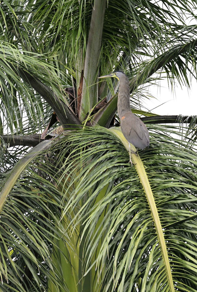 Bare-throated Tiger-Heron - ML620810564