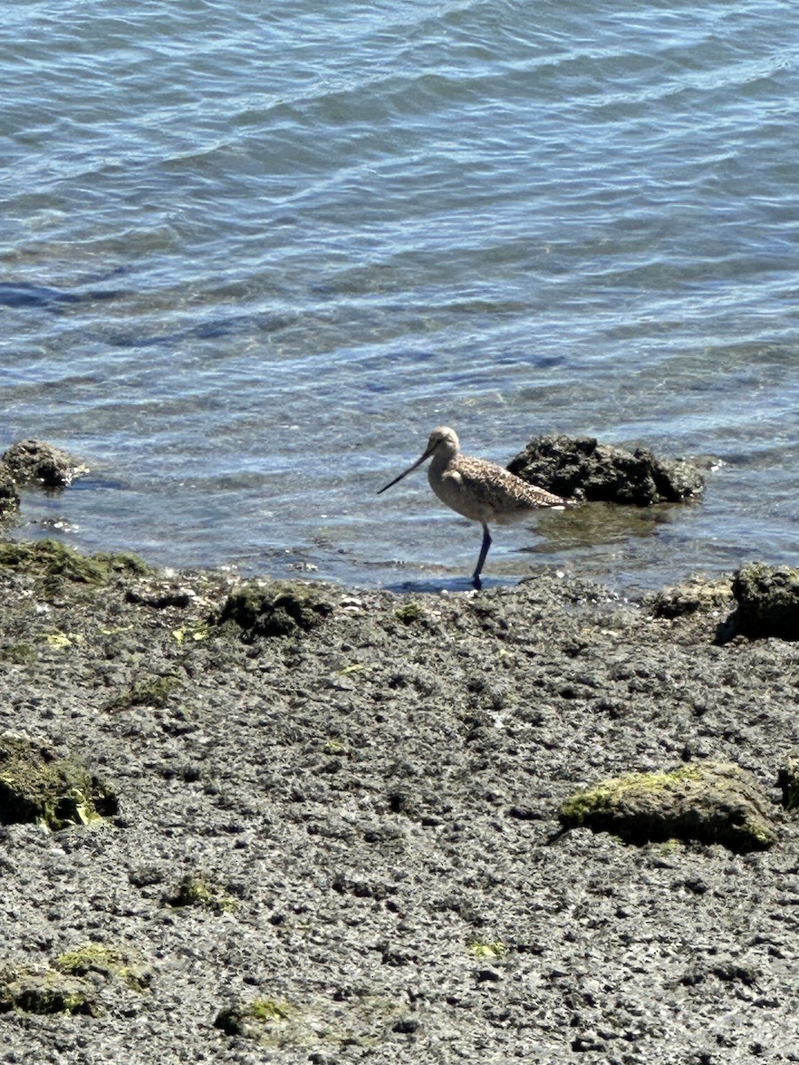 Marbled Godwit - ML620810566