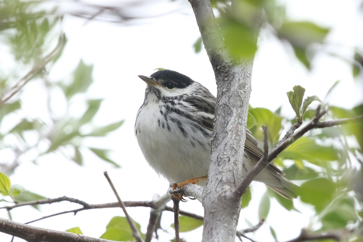 Paruline rayée - ML620810567